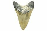 Serrated, Fossil Megalodon Tooth - North Carolina #308479-2